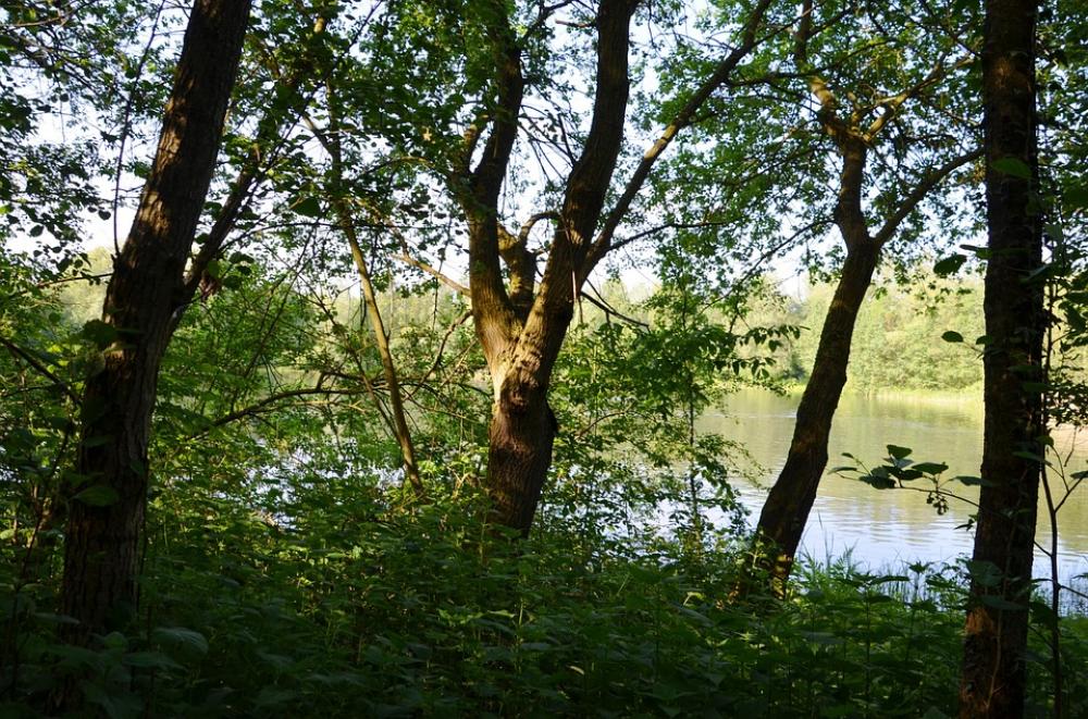 Lake Trees Forest Leaves Landscape Nature Lake Trees Forest Leaves Landscape Nature
