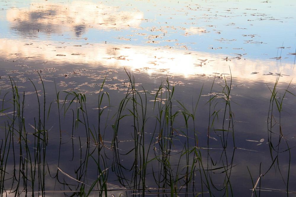 Lake Water Calm The Mosquito Finnish Nature Lake Water Calm The Mosquito Finnish Nature