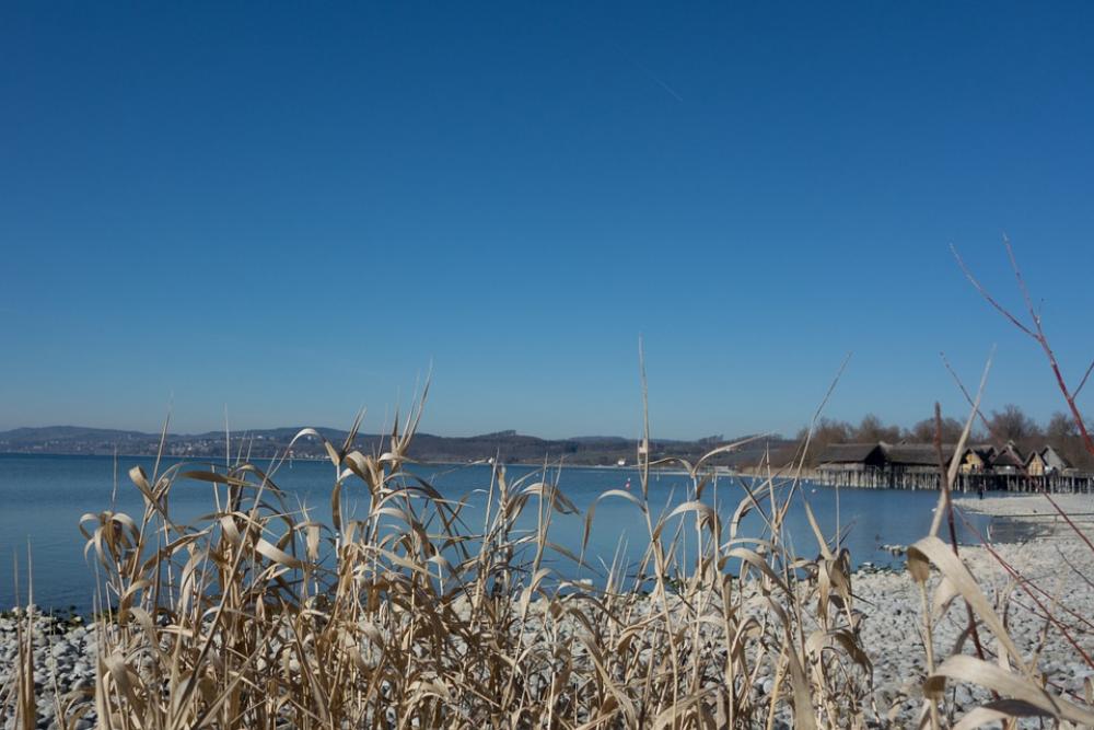 Lake Constance Water Beach Reed Lake Constance Water Beach Reed
