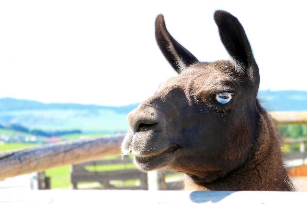 Lama Lama Head Head Mammal Face Animal Fur Lama Lama Head Head Mammal Face Animal Fur
