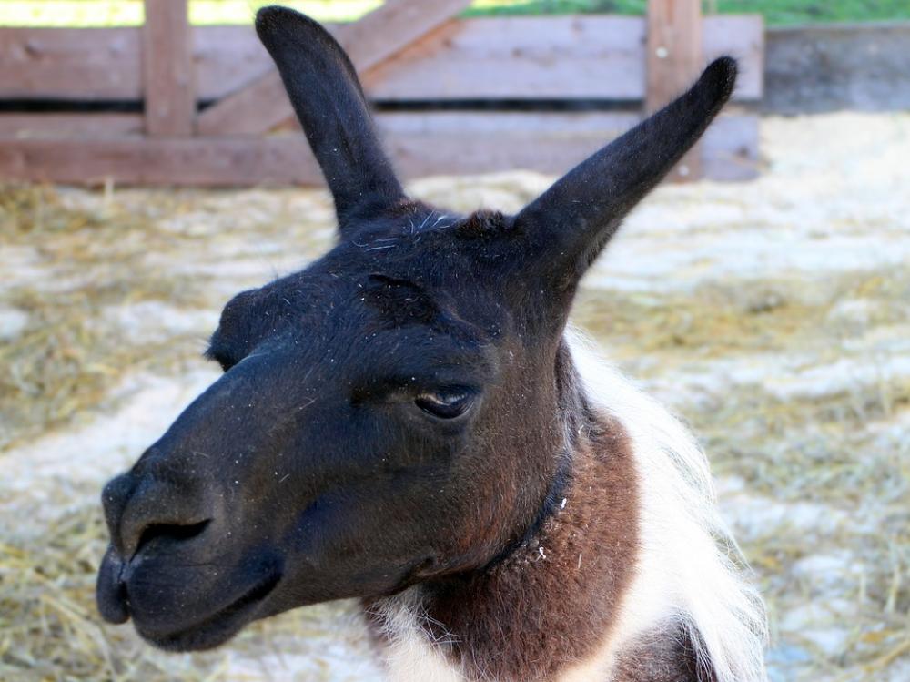 Lama Lama Head Head Mammal Face Animal Fur Lama Lama Head Head Mammal Face Animal Fur