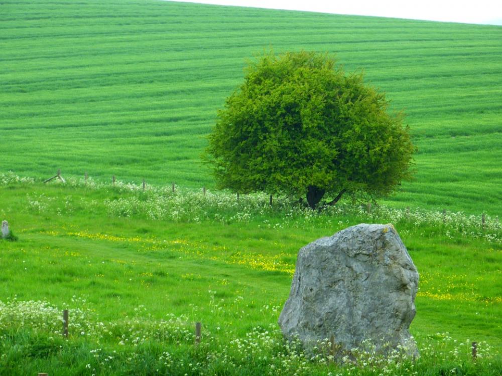 Landscape Tree Stone Green Meadow Field Landscape Tree Stone Green Meadow Field
