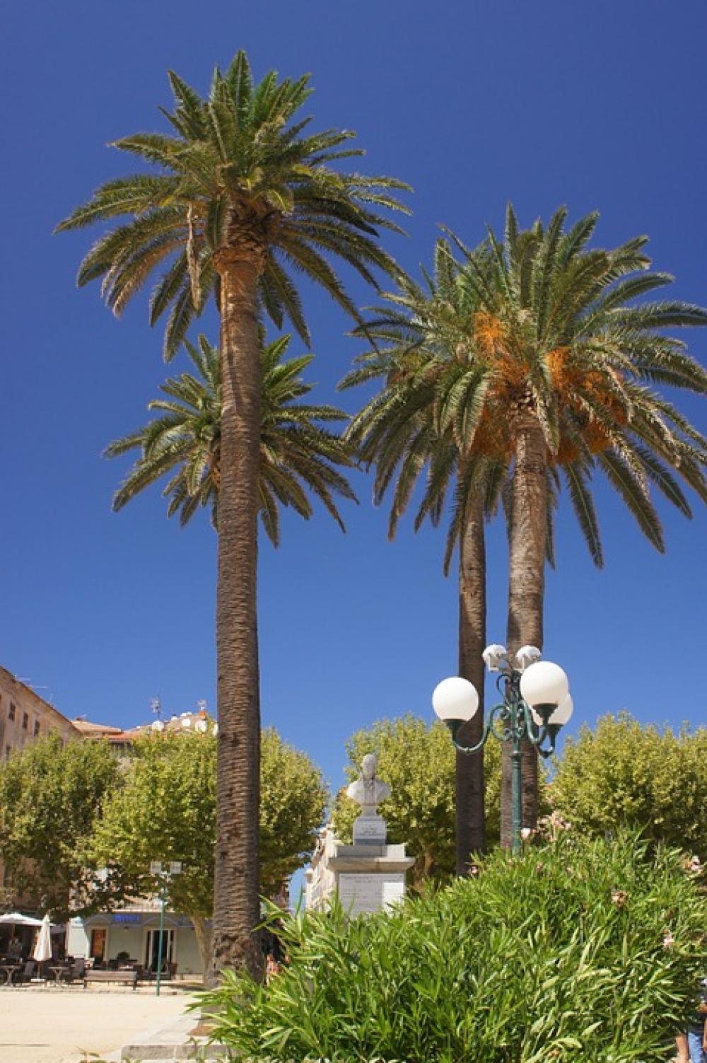 Landscape Palm Trees Palm Tree Air Blue Nice Landscape Palm Trees Palm Tree Air Blue Nice