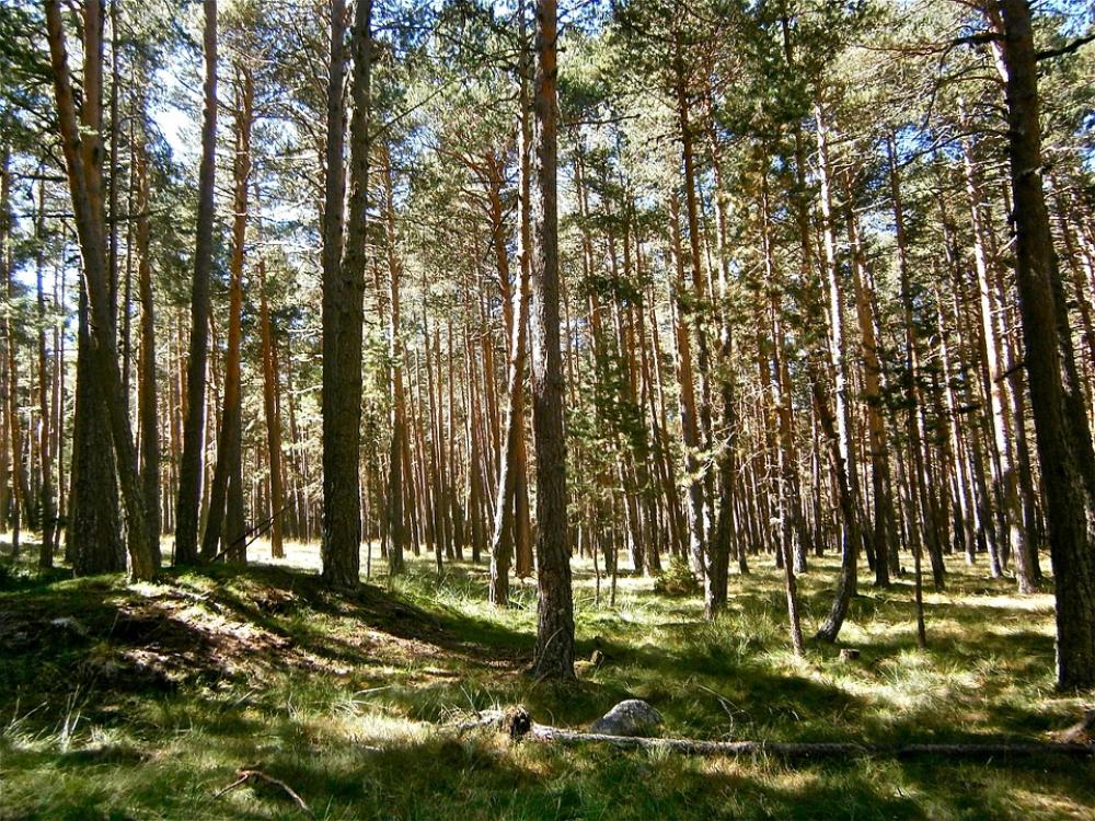 Landscape Forest Pine Tree Autumn Nature Landscape Forest Pine Tree Autumn Nature