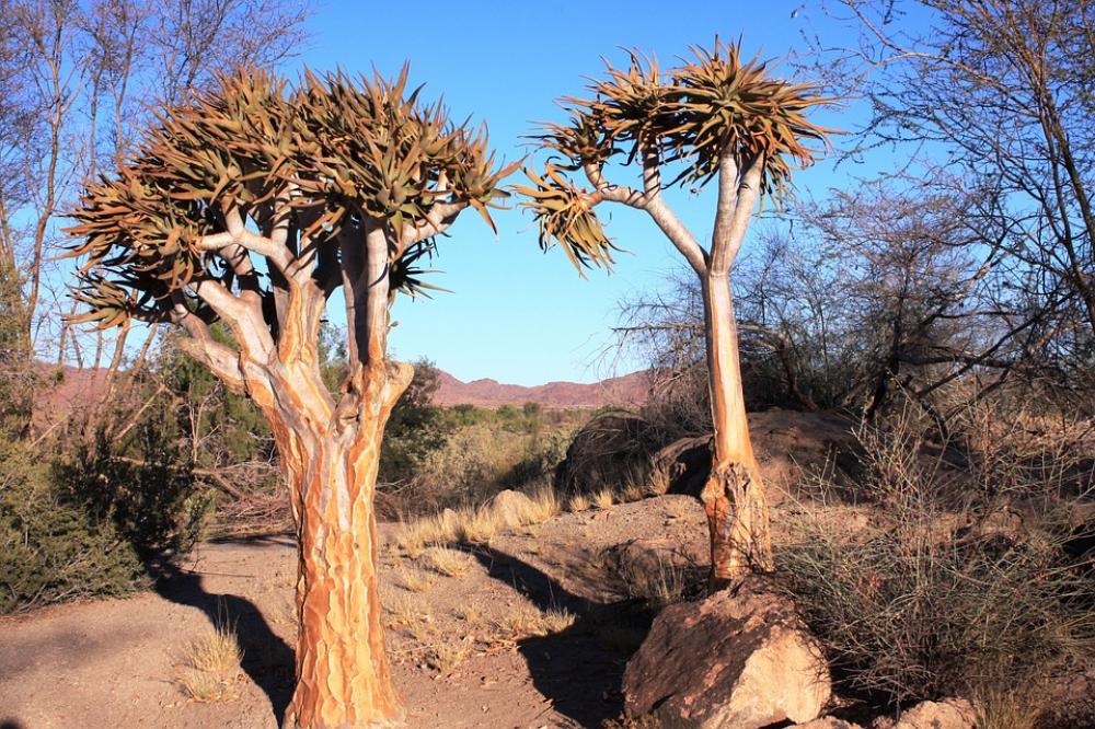 Landscape Plant Nature Tree South Africa Landscape Plant Nature Tree South Africa