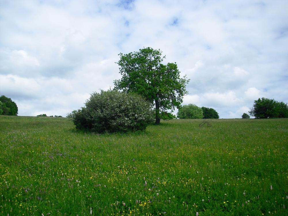 Landscape Flower Meadow Trees Clouds Cloudiness Landscape Flower Meadow Trees Clouds Cloudiness