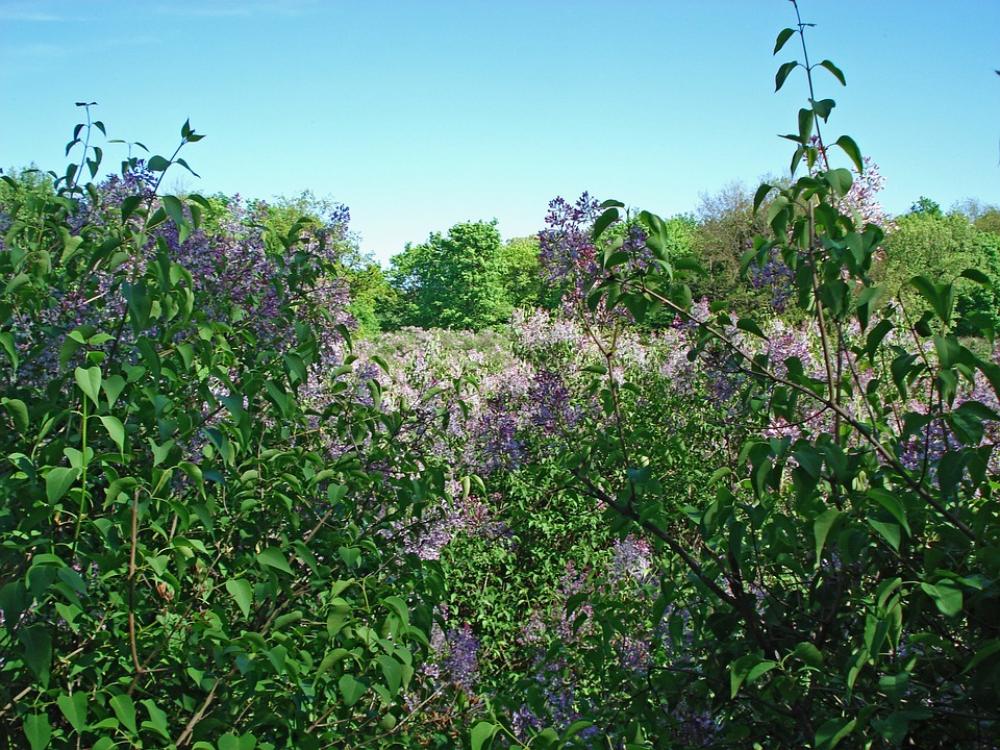 Landscape Nature Bloom Spring Lilac Lilac Bloom Landscape Nature Bloom Spring Lilac Lilac Bloom