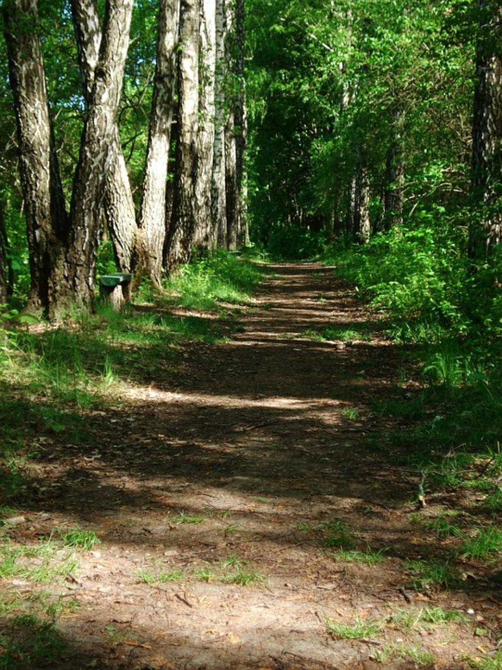 Landscape Nature Footpath Walkway Forest Path Park Landscape Nature Footpath Walkway Forest Path Park