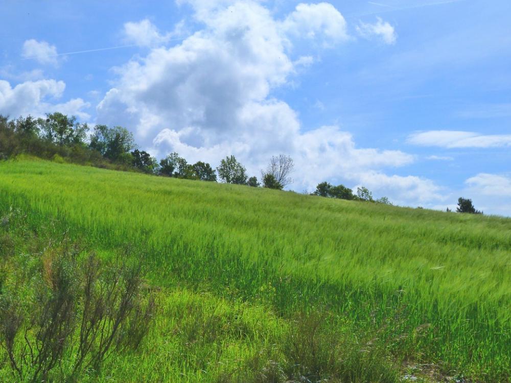 Landscape Nature Fields Field Promenade Spring Landscape Nature Fields Field Promenade Spring