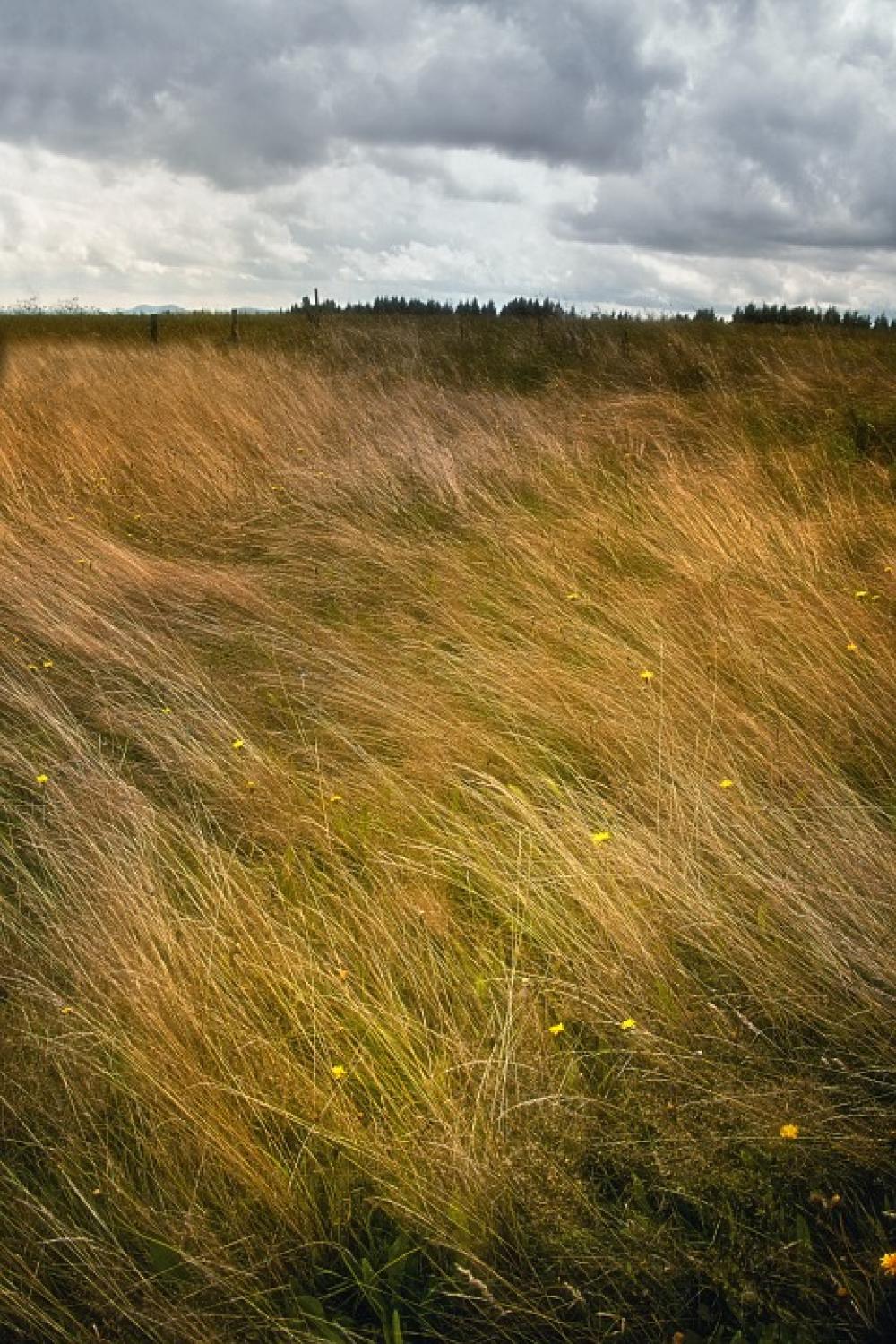 Landscape Grass Windy Clouds Storm Mood Meadow Landscape Grass Windy Clouds Storm Mood Meadow
