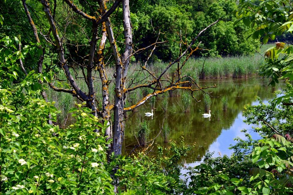 Landscape Lake Swan Forest Water Reflection Landscape Lake Swan Forest Water Reflection