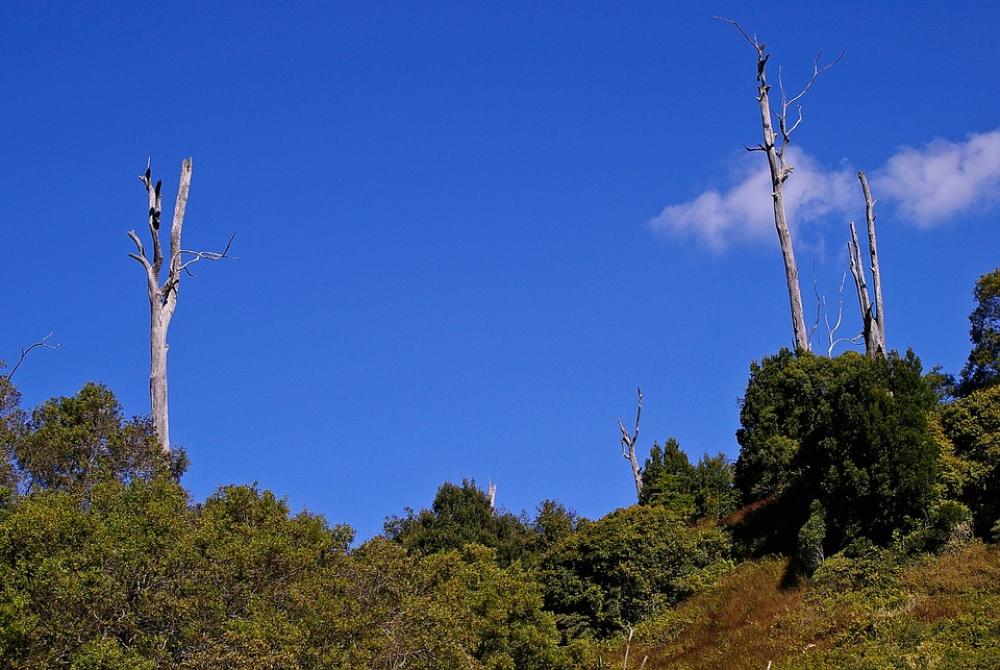 Landscape Trees Dead Trees Green Australia Landscape Trees Dead Trees Green Australia