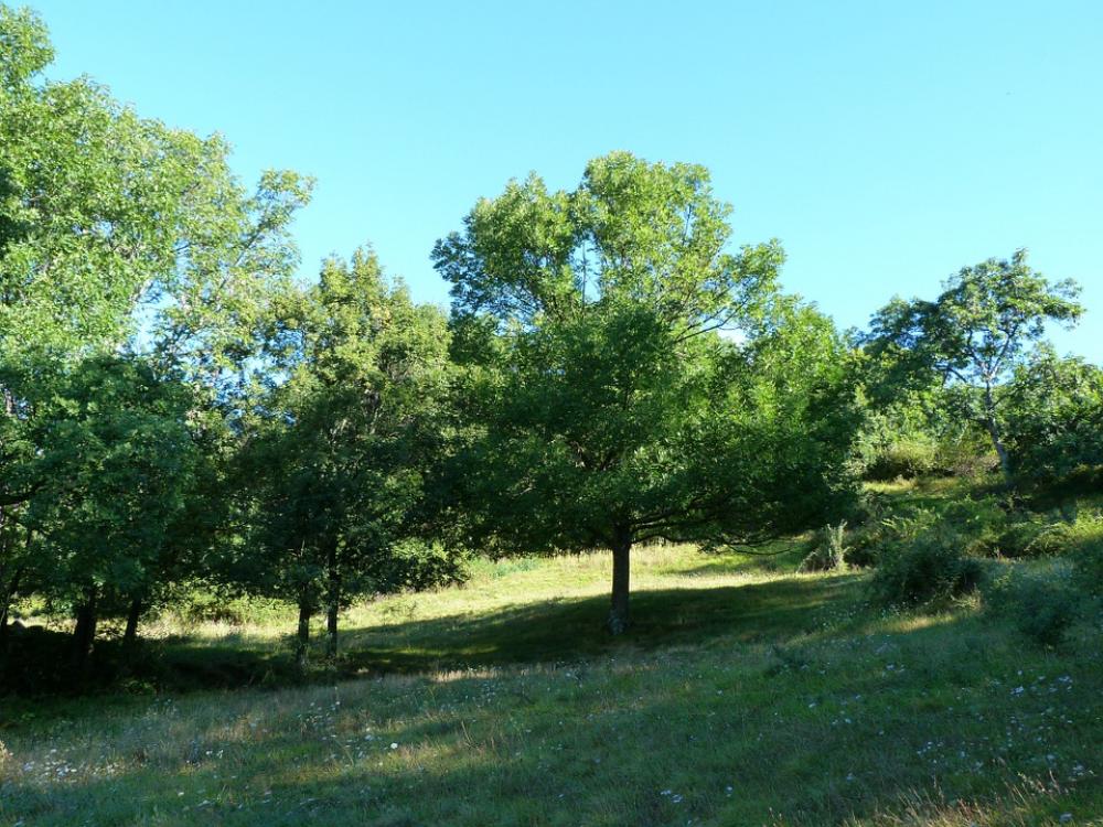 Landscapes Nature Field Summer Trees Contrast Landscapes Nature Field Summer Trees Contrast