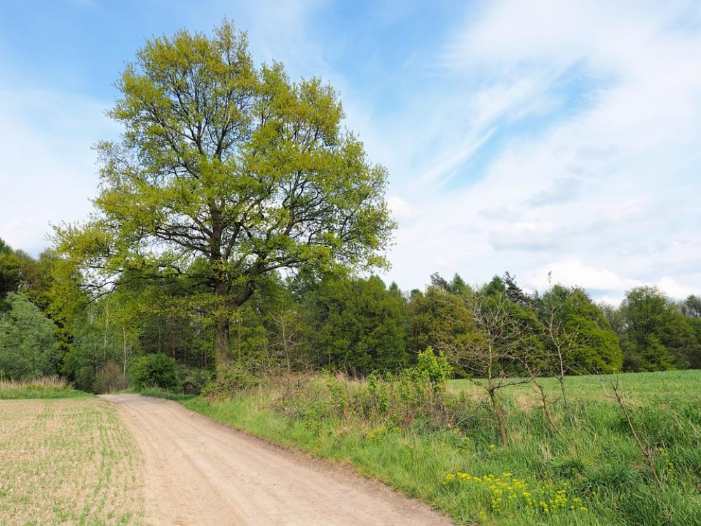 Lane Tree Sky Green Nature Branches Lane Tree Sky Green Nature Branches