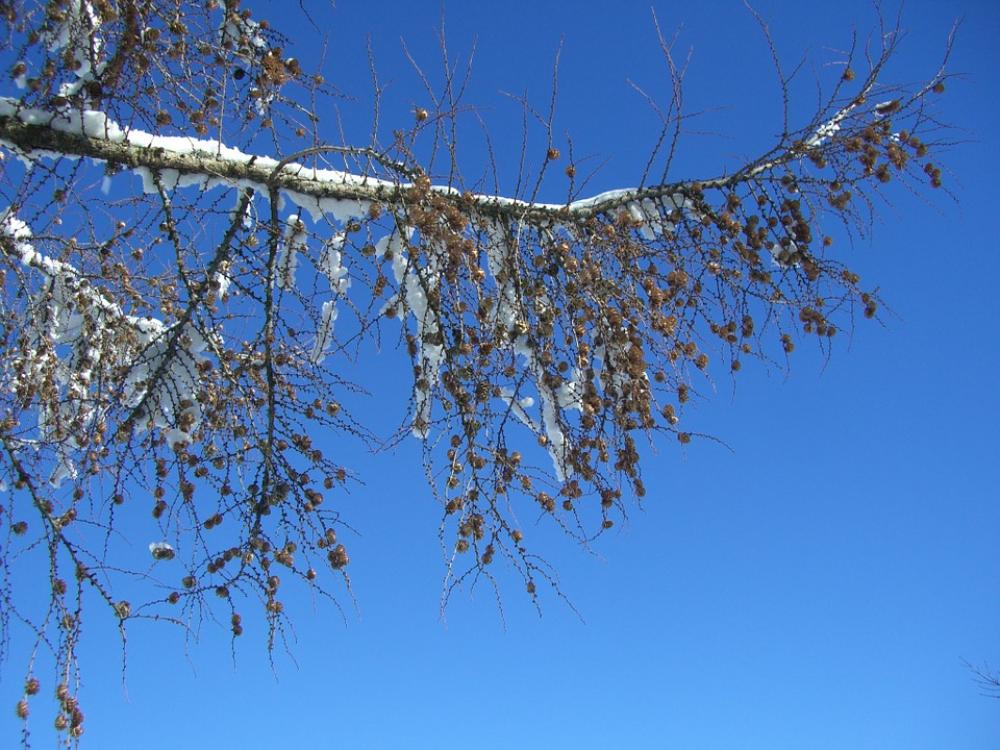 Larch Winter Branch Snowy Sky Nice Weather Larch Winter Branch Snowy Sky Nice Weather