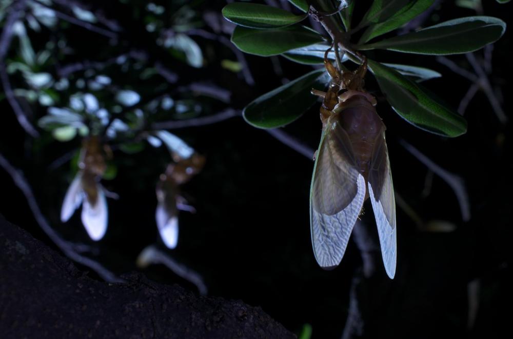 Large Brown Cicada Emergence Cicada Large Brown Cicada Emergence Cicada