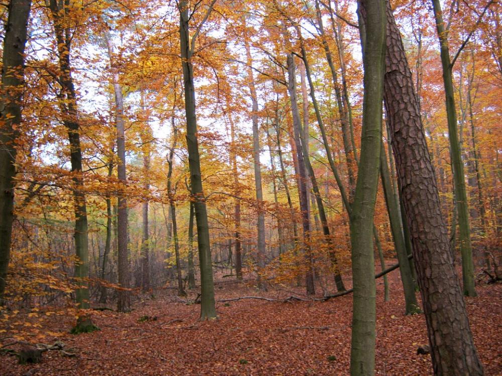 Late Autumn Autumn Forest Halloween Leaves Autumn Late Autumn Autumn Forest Halloween Leaves Autumn