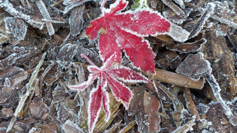 Late Autumn Ripe Hoarfrost Autumn Smile Fall Leaves Late Autumn Ripe Hoarfrost Autumn Smile Fall Leaves