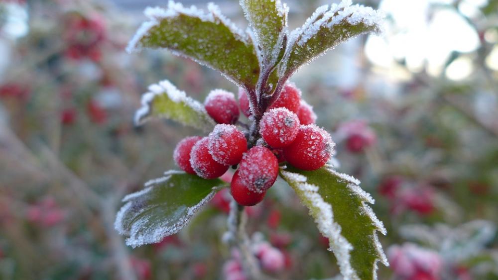 Late Autumn Ripe Hoarfrost Berries Red Cold Late Autumn Ripe Hoarfrost Berries Red Cold