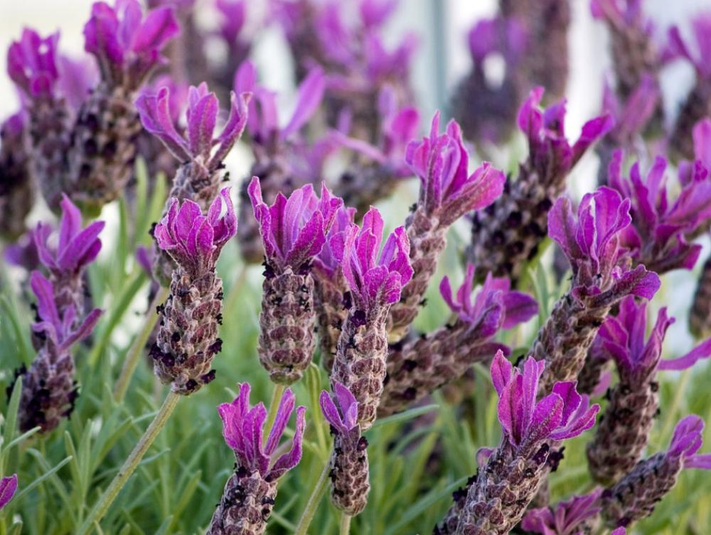 Lavender Details Close-Up Purple Flowers Nature Lavender Details Close-Up Purple Flowers Nature