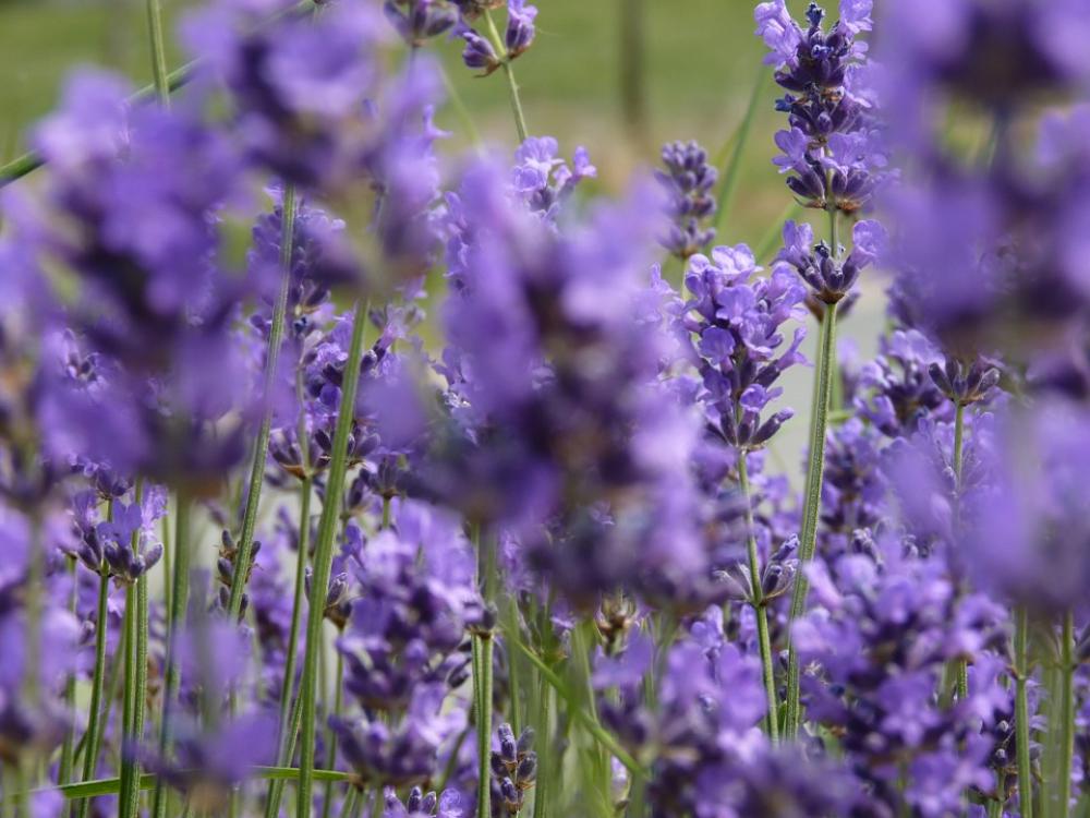 Lavender Flowers Scents Summer Field Violet Lavender Flowers Scents Summer Field Violet