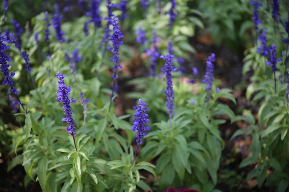 Lavender Flower Lilac Plant Nature Summer Fresh Lavender Flower Lilac Plant Nature Summer Fresh