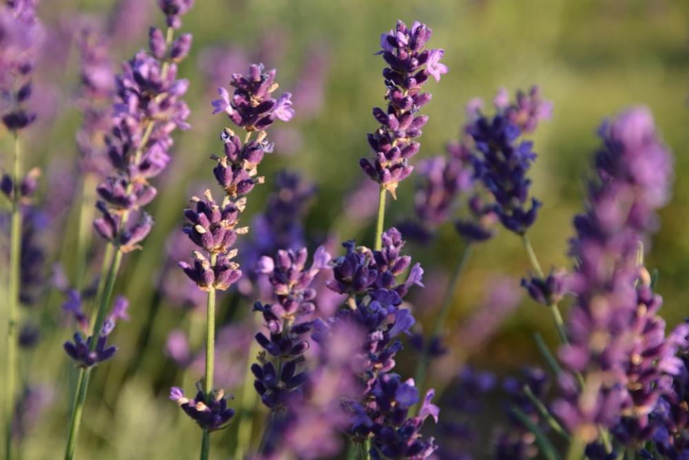 Lavender Flower Summer Lavender Flower Summer