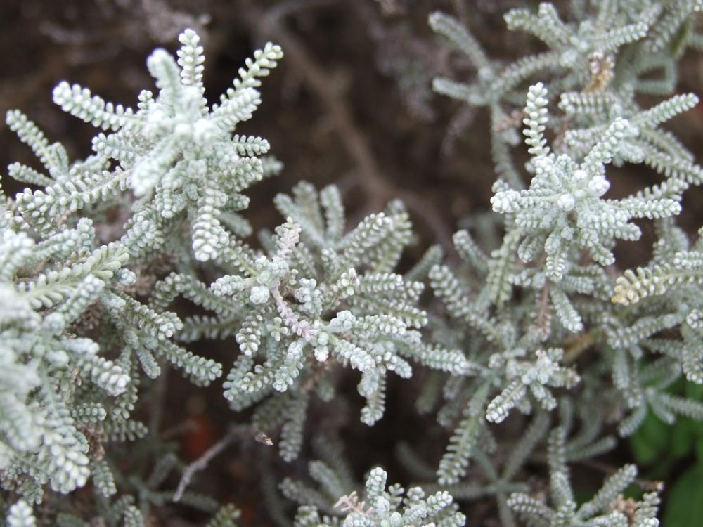 Lavender Cotton Herb Spices Plant Lavender Cotton Herb Spices Plant