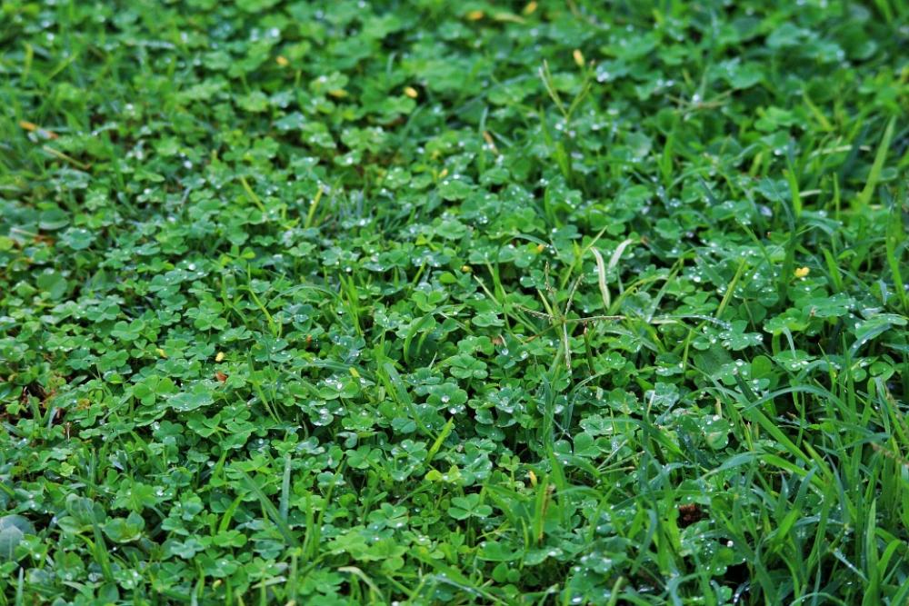 Lawn Grass Green Drops Rain Glistening Lawn Grass Green Drops Rain Glistening
