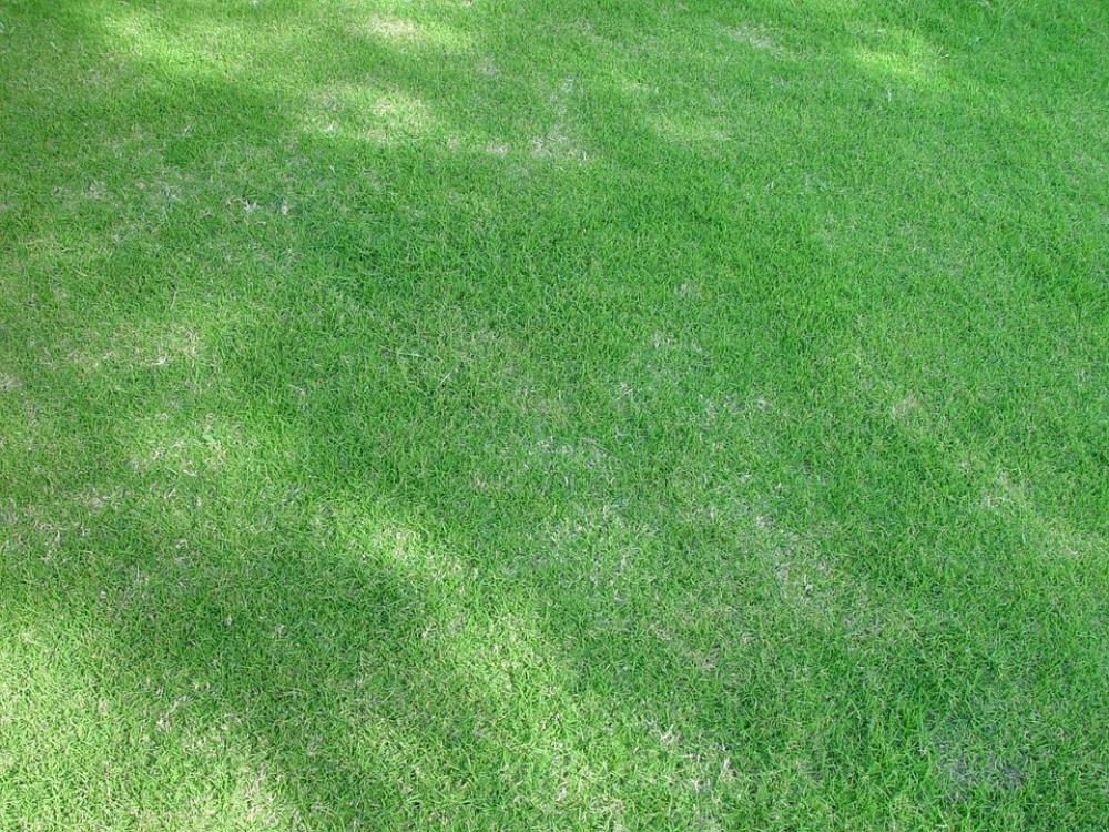 Lawn Shady Grass Landscapes Nature Lawn Shady Grass Landscapes Nature