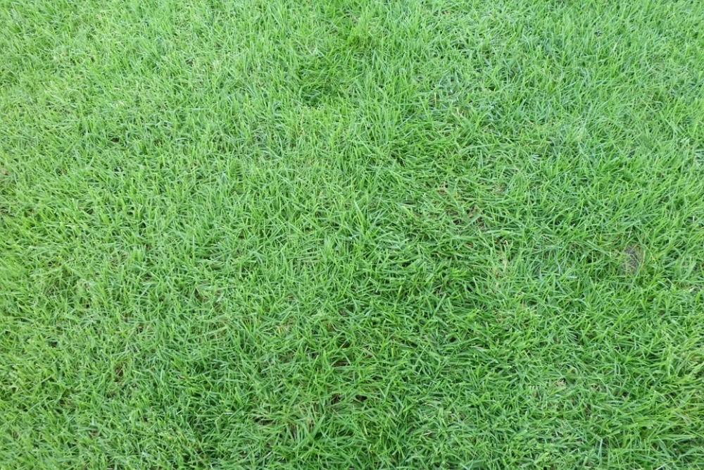 Lawn Green Garden Wallpaper Grass Lawn Green Garden Wallpaper Grass