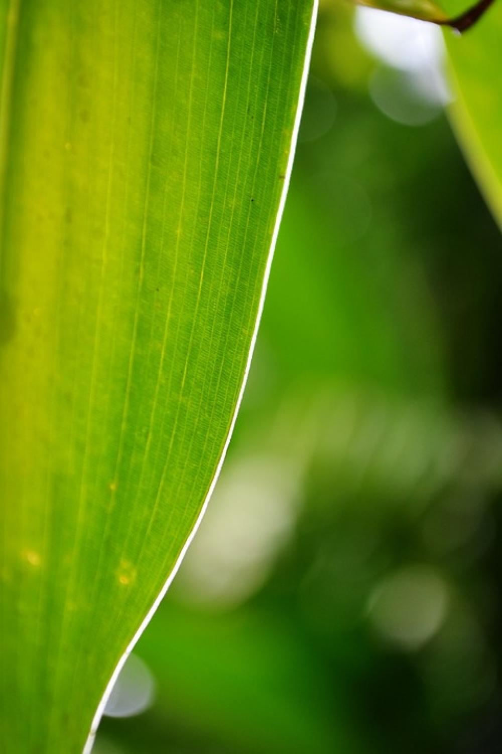 Leaf Green Leaf Light On Leaf Plant Sri Lanka Leaf Green Leaf Light On Leaf Plant Sri Lanka