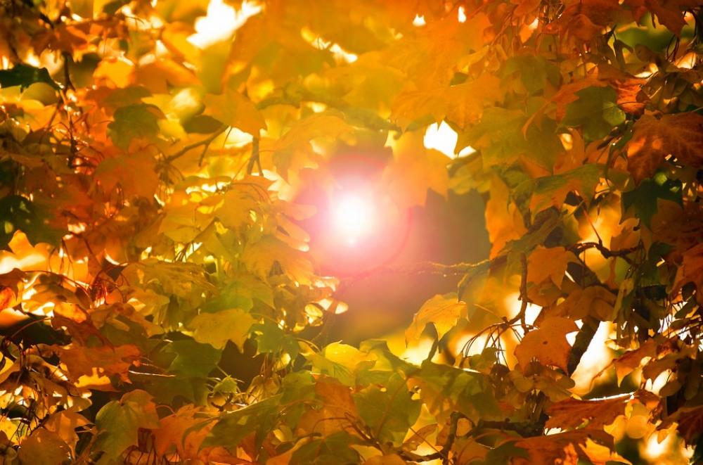 Leaf Red Leaves Background Grass Autumn Seasons Leaf Red Leaves Background Grass Autumn Seasons