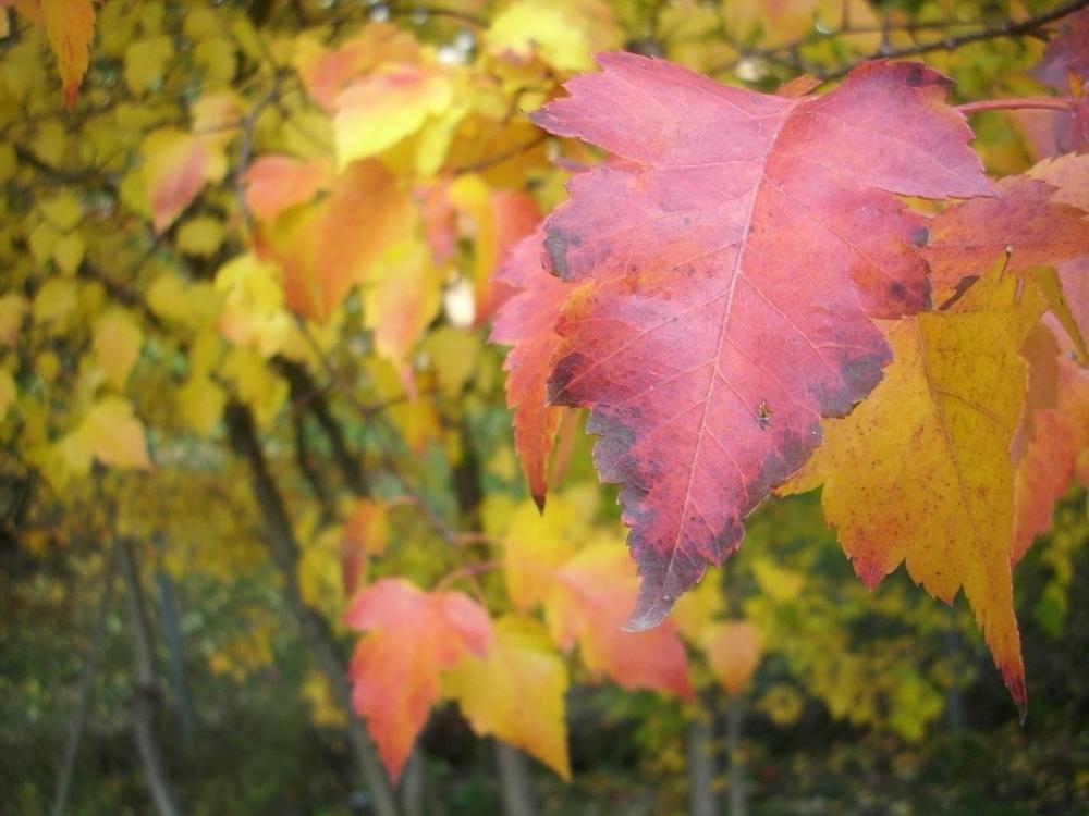 Leaf Fall Colorful Red Nature Autumn Leaf Fall Colorful Red Nature Autumn