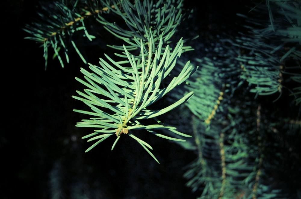 Leaf Needles Forest Nature Foliage Tree Plant Leaf Needles Forest Nature Foliage Tree Plant