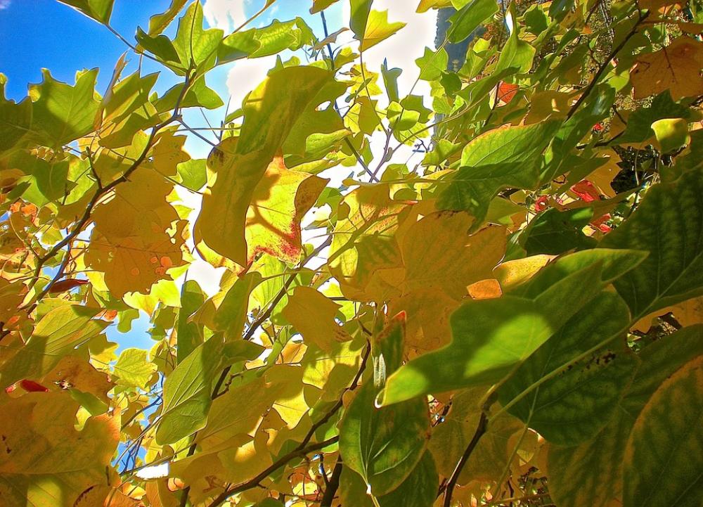Leaf Yellow Green Autumn Tree Leaf Yellow Green Autumn Tree