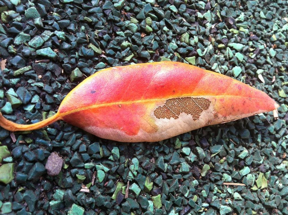 Leaf Autumn Decay Fall Leaves Season Ending Leaf Autumn Decay Fall Leaves Season Ending