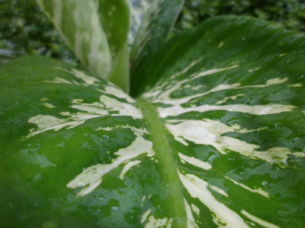Leaf Dew Garden Green Leaves Leaves Leaf Dew Garden Green Leaves Leaves