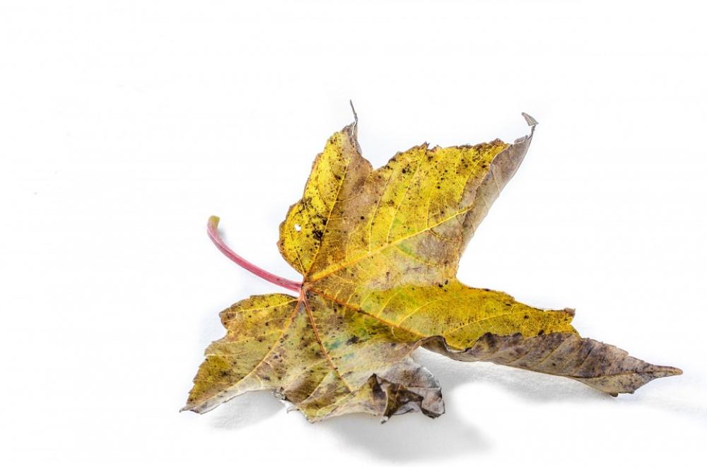 Leaf Nature Natural Close-Up Isolated Tree Leaf Nature Natural Close-Up Isolated Tree