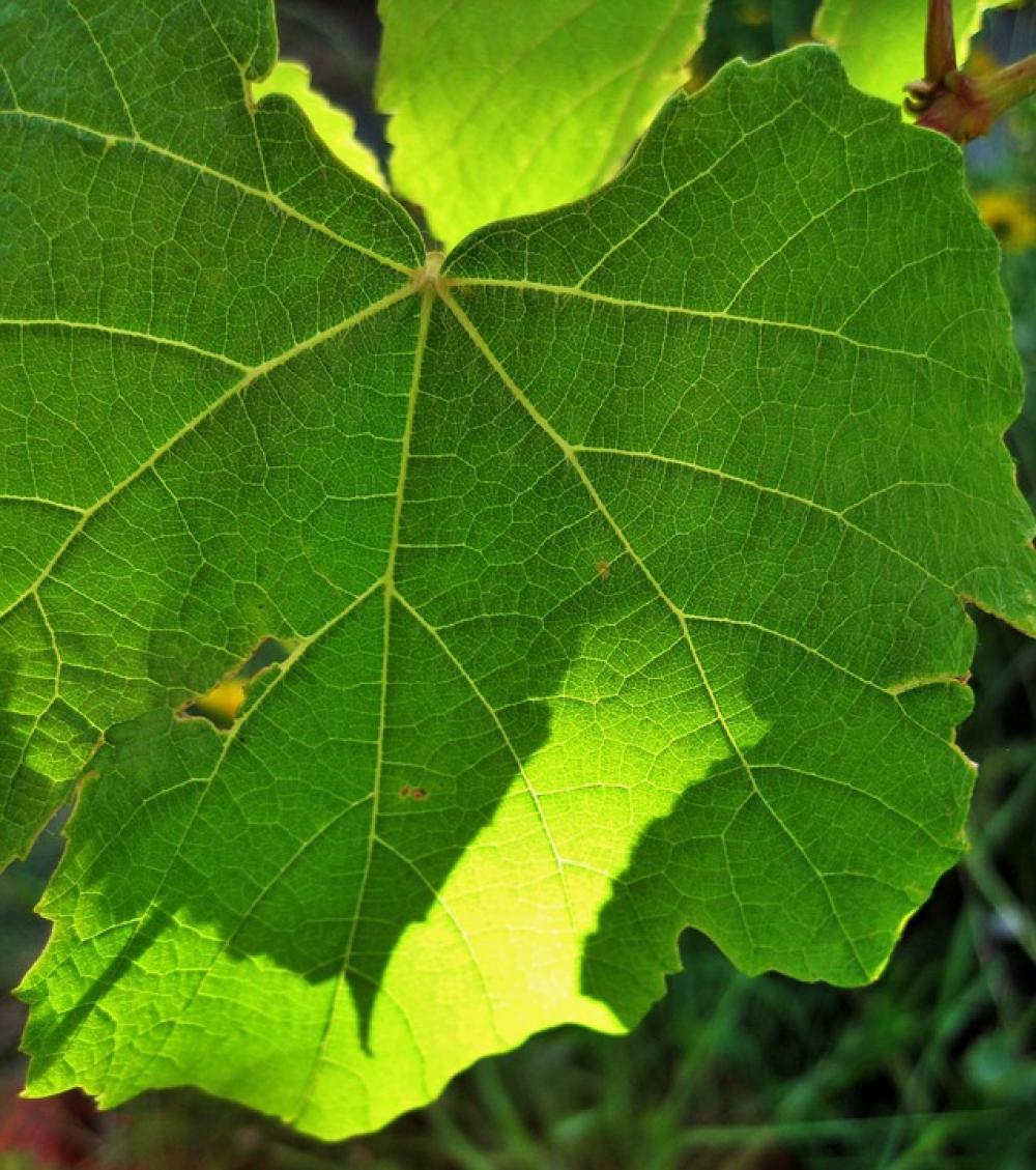 Leaf Green Vine Grape Bright Sunlight Leaf Green Vine Grape Bright Sunlight