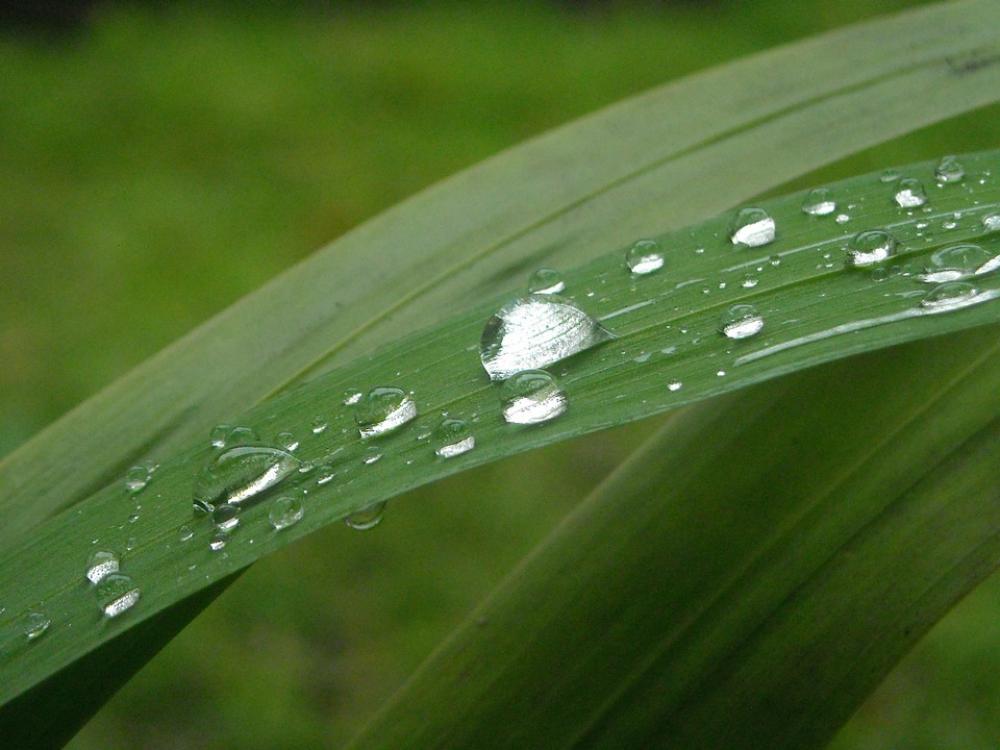 Leaf Green Particle Water Dripping Leaf Green Particle Water Dripping