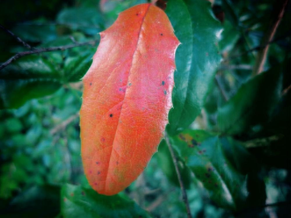 Leaf Red Leaf Color Fall Foliage Leaf Red Leaf Color Fall Foliage