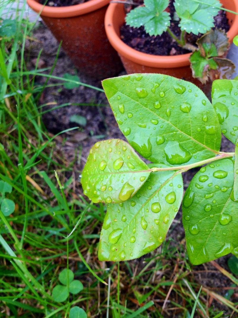 Leaf Drop Green Moist Plant Leaf Drop Green Moist Plant