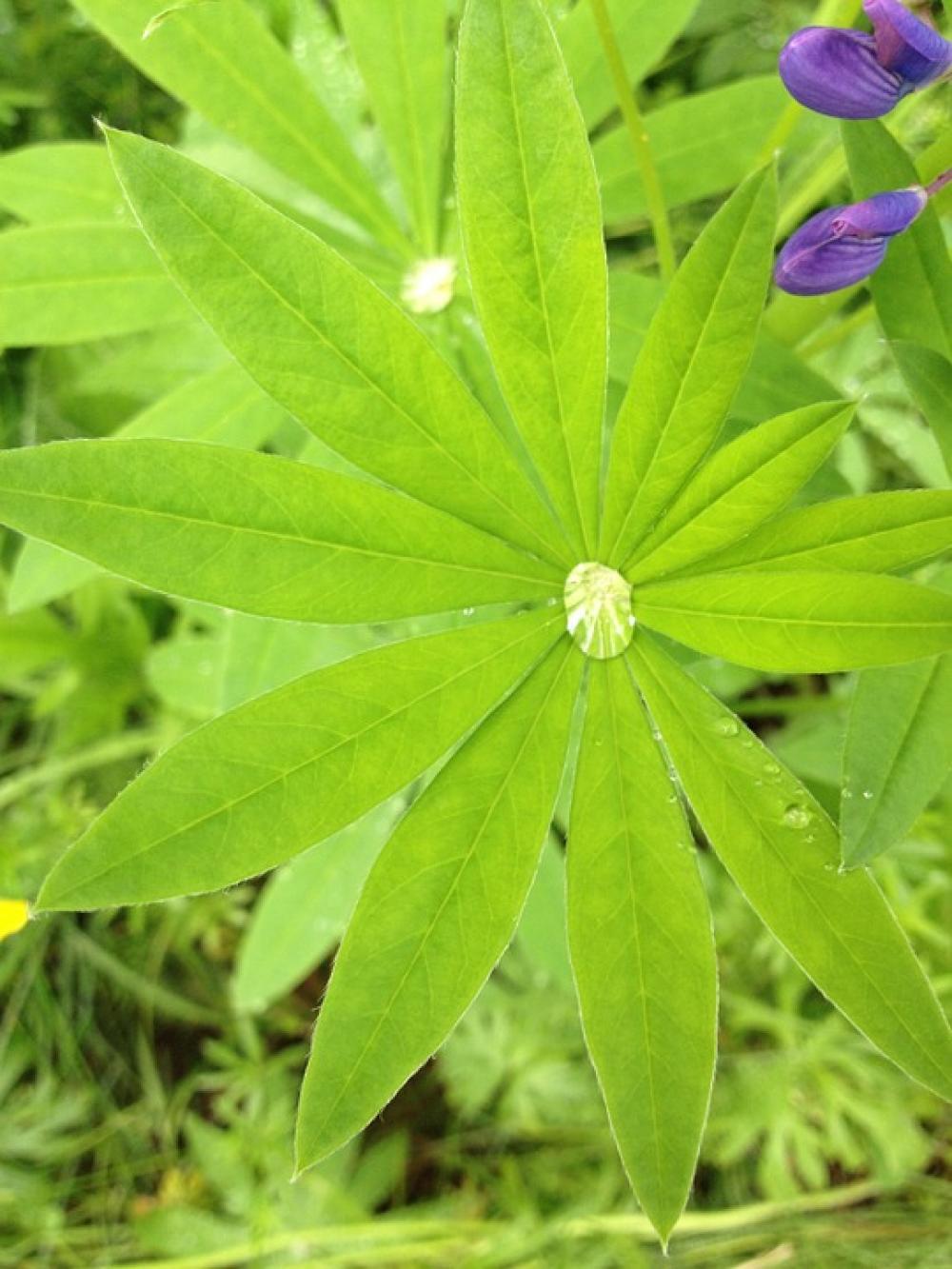 Leaf Drop Green Moist Summer Plant Leaf Drop Green Moist Summer Plant