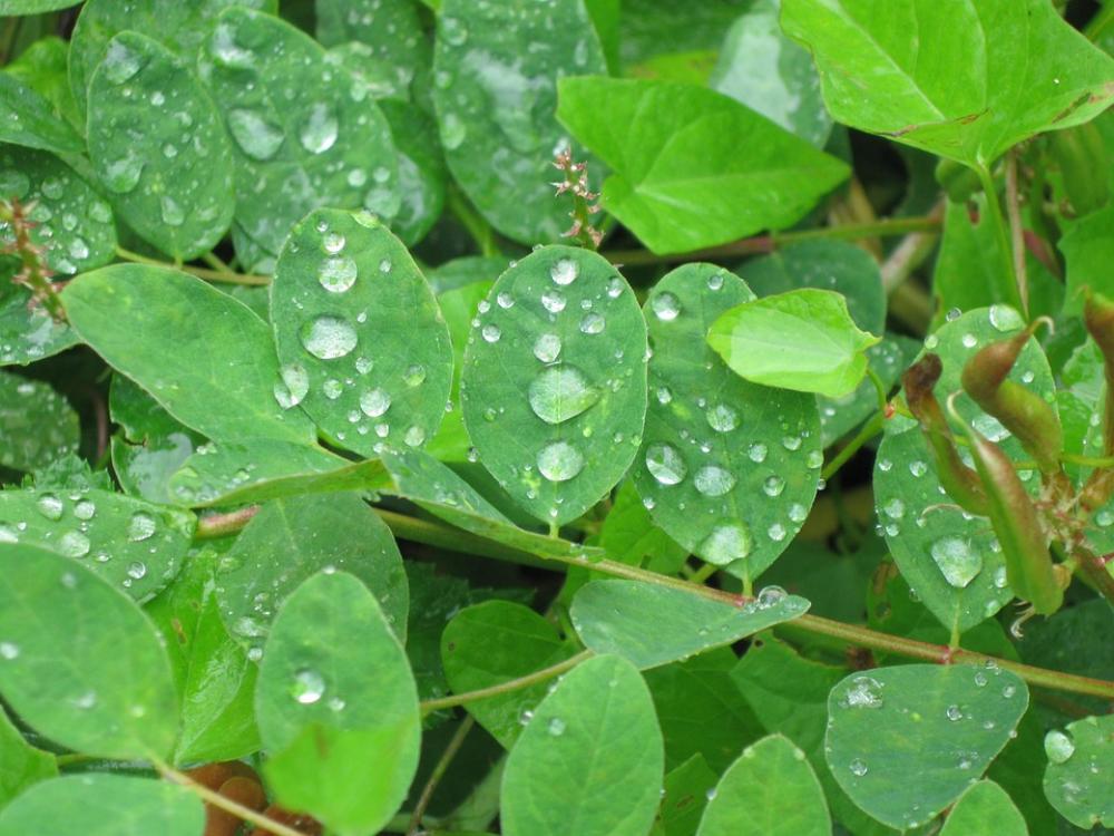 Leaf Green Drops Leaf Green Drops