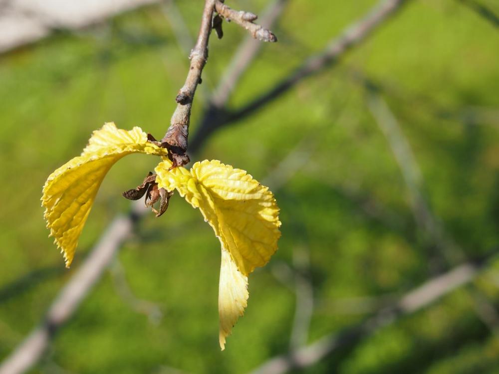 Leaf Growth Nature Plant Green Spring Fresh Leaf Growth Nature Plant Green Spring Fresh