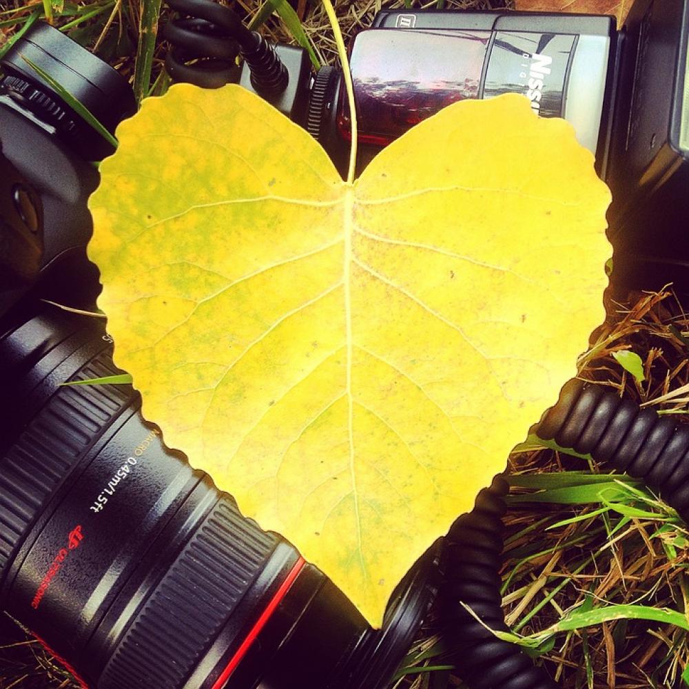 Leaf Yellow Canon Foliage Heart Lens Photography Leaf Yellow Canon Foliage Heart Lens Photography