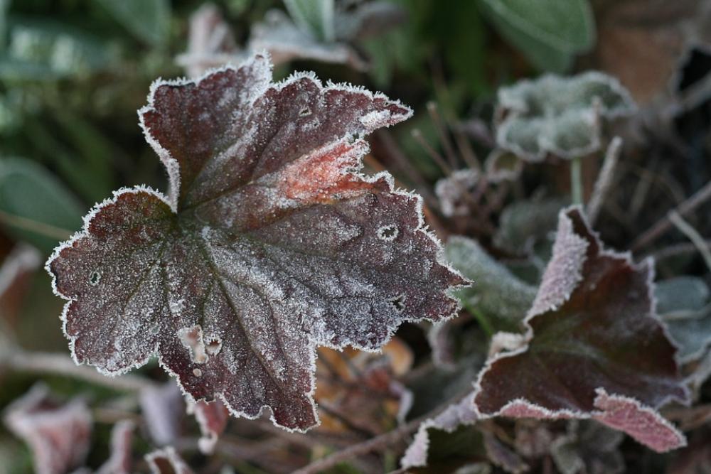 Leaf Ice Hoarfrost Frozen Nature Leaves Cold Leaf Ice Hoarfrost Frozen Nature Leaves Cold