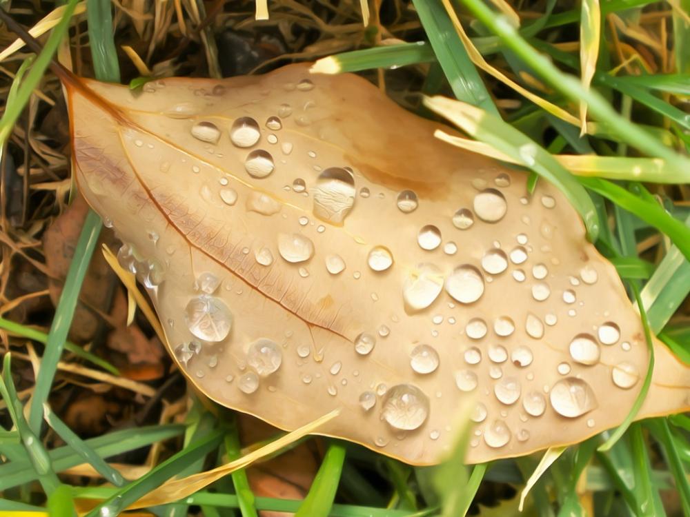 Leaf Nature Plant Fall Color Concept Water Leaf Nature Plant Fall Color Concept Water