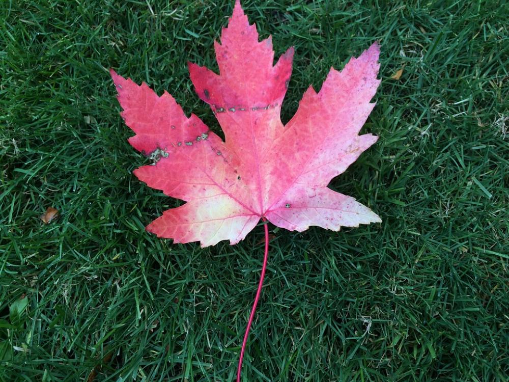 Leaf Autumn Canada Leaf Autumn Canada